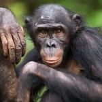 chimp2